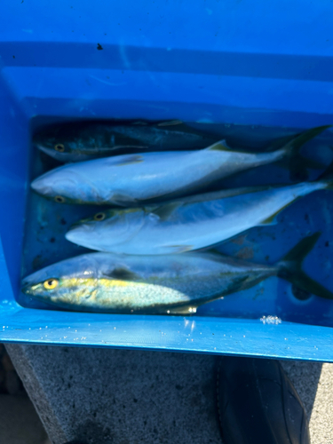 ハマチの釣果