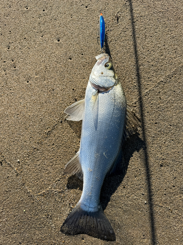 ヒラスズキの釣果