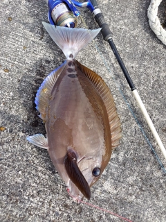 サンノジの釣果