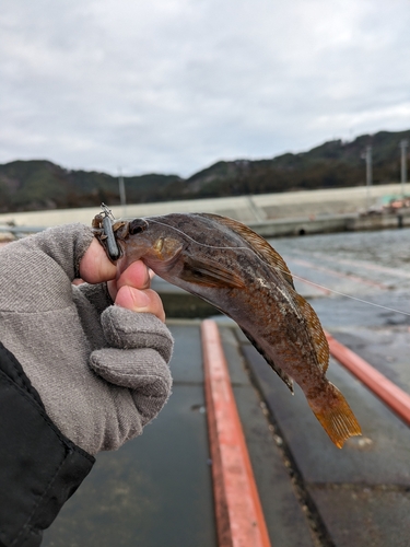 アイナメの釣果