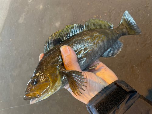 アイナメの釣果