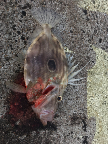 マトウダイの釣果