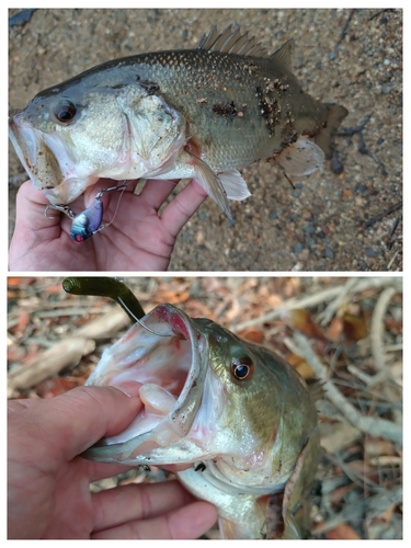 ラージマウスバスの釣果