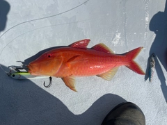 マルクチヒメジの釣果