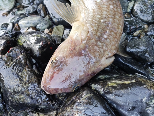 エソの釣果