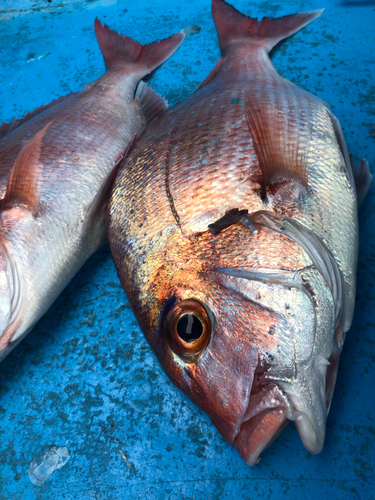 マダイの釣果