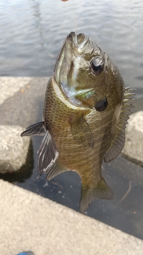 ブルーギルの釣果