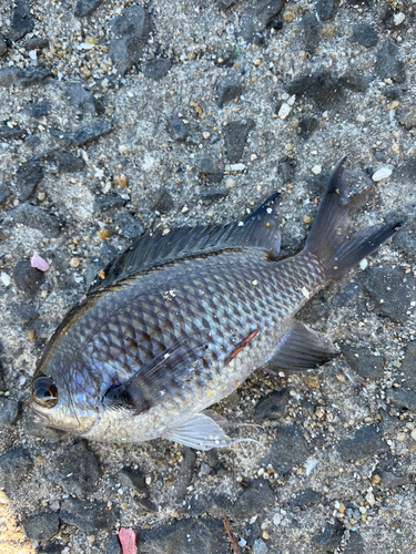 スズメダイの釣果