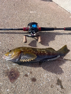 アイナメの釣果