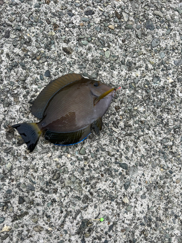 サンノジの釣果