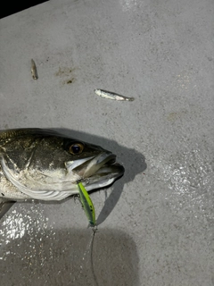 シーバスの釣果