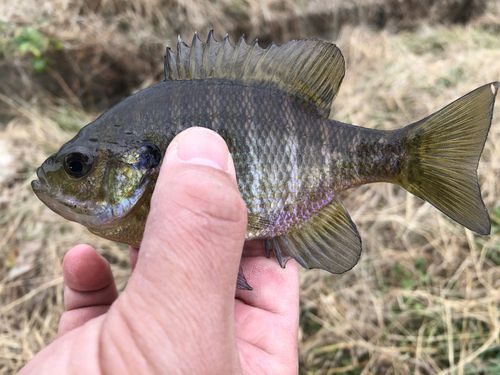 ブルーギルの釣果