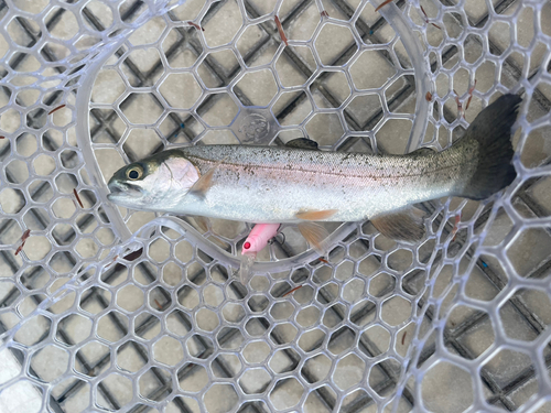 ニジマスの釣果