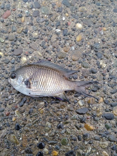 スズメダイの釣果