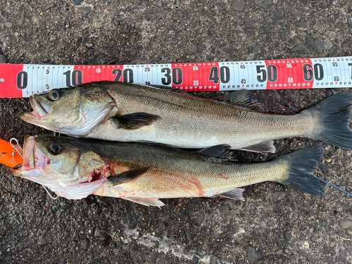 シーバスの釣果