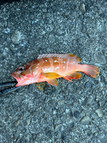 アカハタの釣果