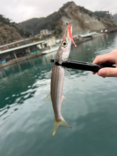 カマスの釣果