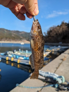 アイナメの釣果