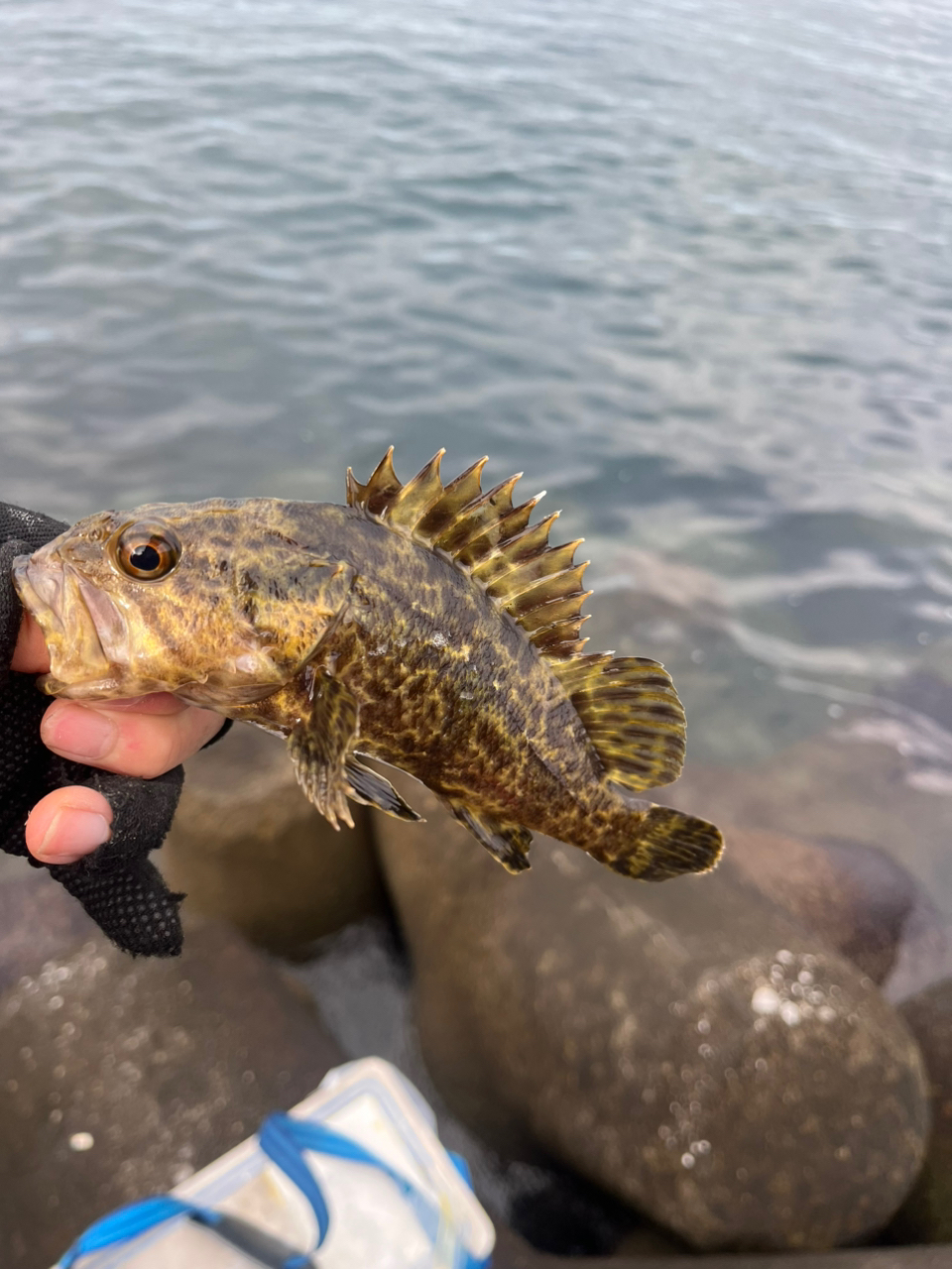 タケノコメバル