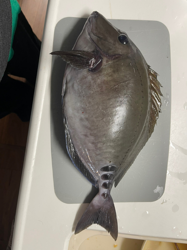 サンノジの釣果