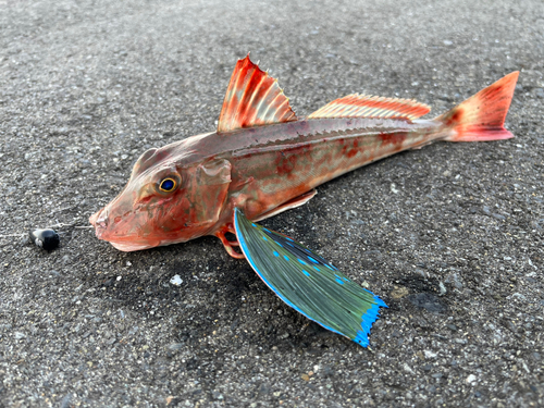 ホウボウの釣果