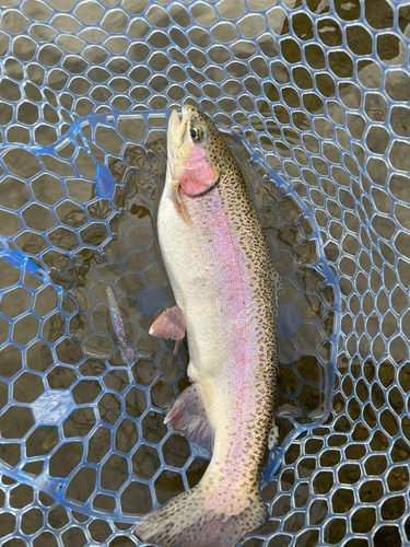 ニジマスの釣果