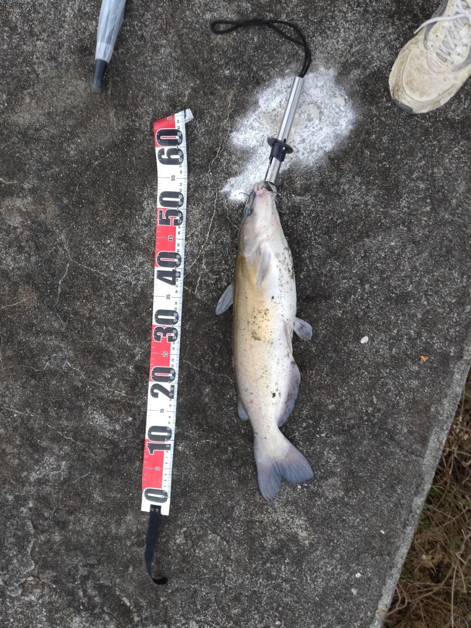 アメリカナマズ