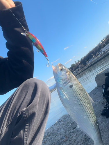 コノシロの釣果