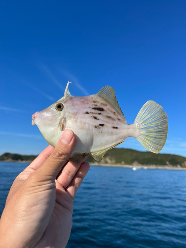 カワハギの釣果