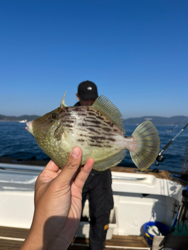 カワハギの釣果