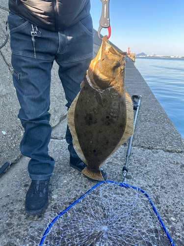 ヒラメの釣果