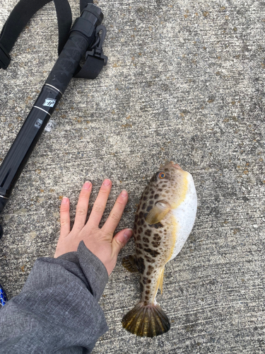 アカメバルの釣果