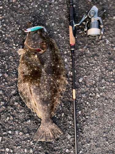 ヒラメの釣果