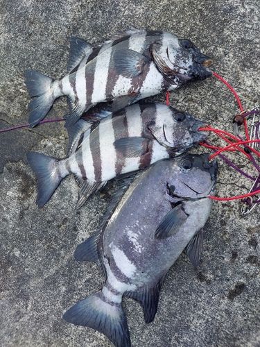 イシダイの釣果