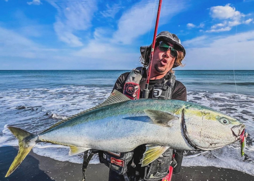 ブリの釣果