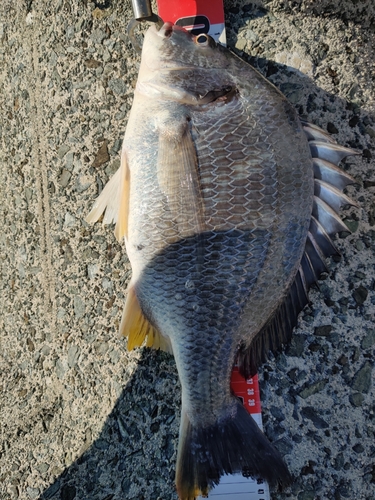 キビレの釣果