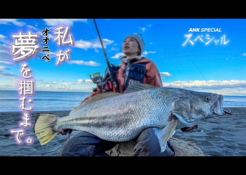 オオニベの釣果