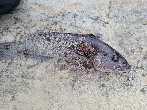 アイナメの釣果