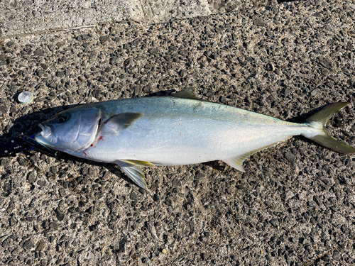 ヒラマサの釣果