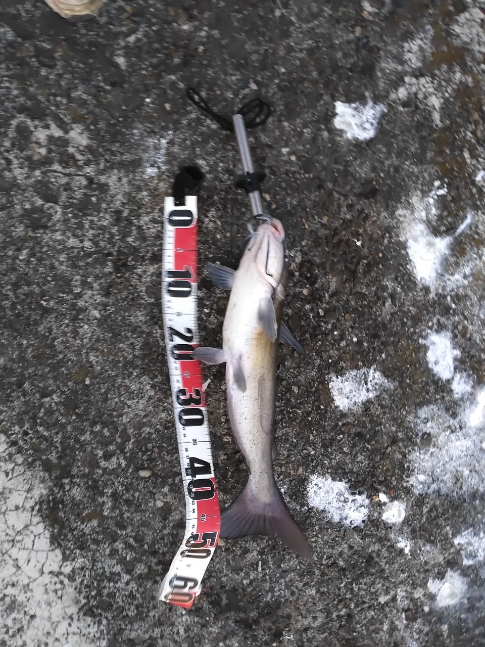 アメリカナマズ