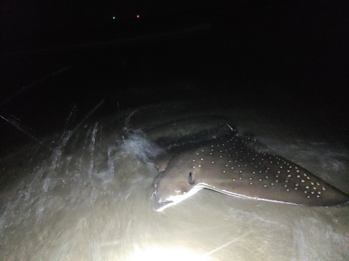 エイの釣果