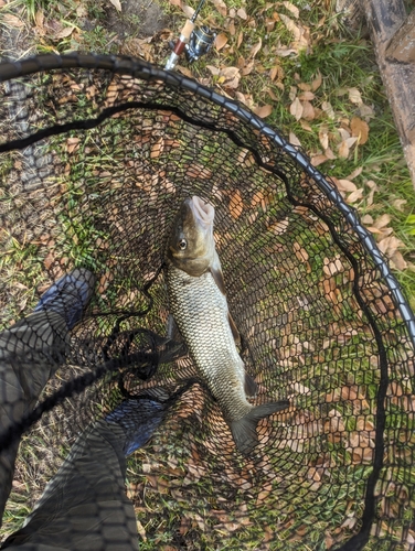 ニゴイの釣果