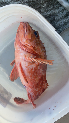 ウッカリカサゴの釣果