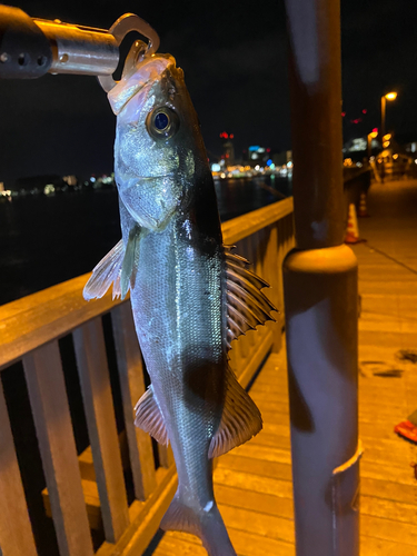 セイゴ（ヒラスズキ）の釣果