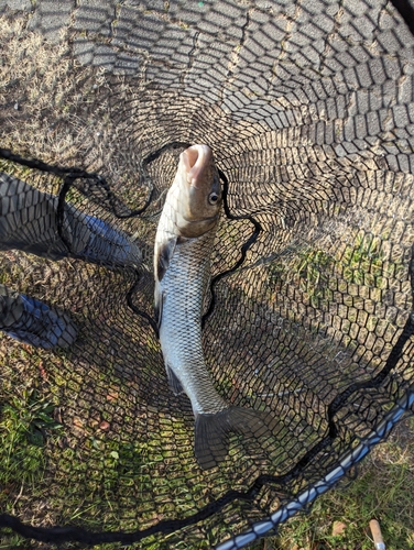 ニゴイの釣果