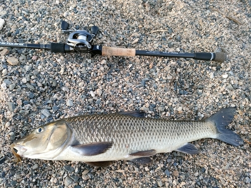 ニゴイの釣果