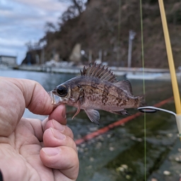 シロメバル