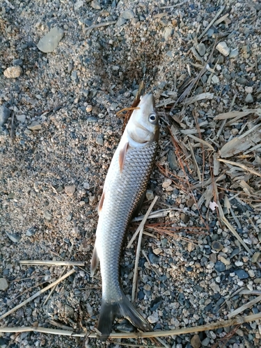 ニゴイの釣果