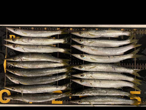 カマスの釣果