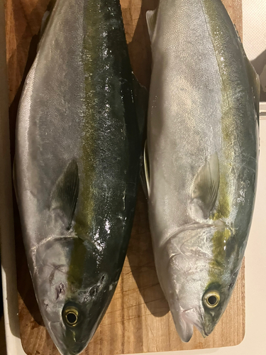 ハマチの釣果